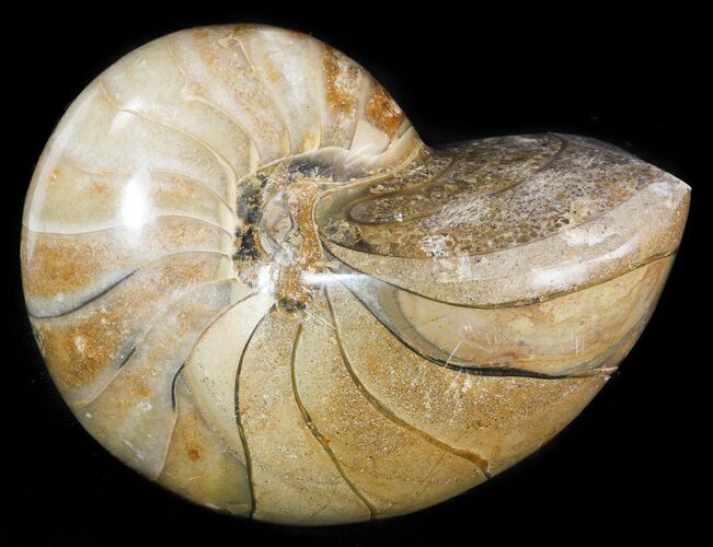 Polished Nautilus Fossil - Madagascar #47387